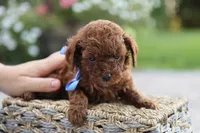 Louie, a male Poodle - Toy  for sale in Geneva, IN – Photo 5 of 6