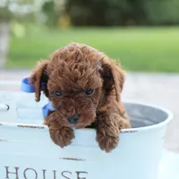 Louie, a male Poodle - Toy  for sale in Geneva, IN – Photo 2 of 6