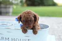 Louie, a male Poodle - Toy  for sale in Geneva, IN – Photo 2 of 6