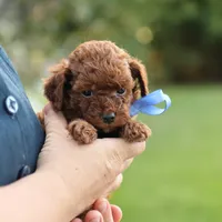 Louie, a male Poodle - Toy  for sale in Geneva, IN – Photo 1 of 6