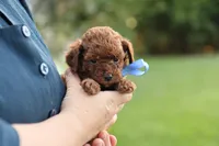 Louie, a male Poodle - Toy  for sale in Geneva, IN – Photo 1 of 6