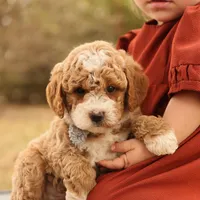 Asher, a male Miniature Goldendoodle for sale in Geneva, IN – Photo 1 of 10