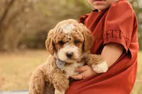 Asher, a male Miniature Goldendoodle for sale in Geneva, IN – Photo 1 of 10