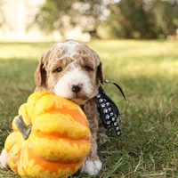 Asher, a male Miniature Goldendoodle for sale in Geneva, IN – Photo 10 of 10
