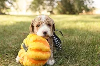 Asher, a male Miniature Goldendoodle for sale in Geneva, IN – Photo 10 of 10