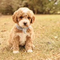 Asher, a male Miniature Goldendoodle for sale in Geneva, IN – Photo 2 of 10