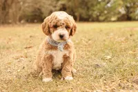 Asher, a male Miniature Goldendoodle for sale in Geneva, IN – Photo 2 of 10