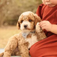 Asher, a male Miniature Goldendoodle for sale in Geneva, IN – Photo 3 of 10