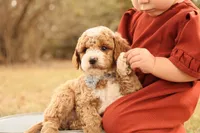Asher, a male Miniature Goldendoodle for sale in Geneva, IN – Photo 3 of 10