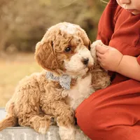Asher, a male Miniature Goldendoodle for sale in Geneva, IN – Photo 5 of 10
