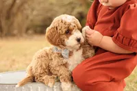 Asher, a male Miniature Goldendoodle for sale in Geneva, IN – Photo 5 of 10