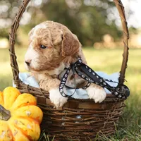 Asher, a male Miniature Goldendoodle for sale in Geneva, IN – Photo 8 of 10