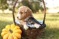 Asher, a male Miniature Goldendoodle for sale in Geneva, IN – Photo 8 of 10