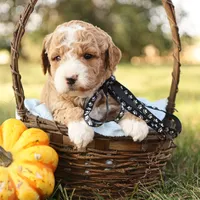 Asher, a male Miniature Goldendoodle for sale in Geneva, IN – Photo 9 of 10