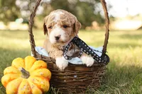 Asher, a male Miniature Goldendoodle for sale in Geneva, IN – Photo 9 of 10