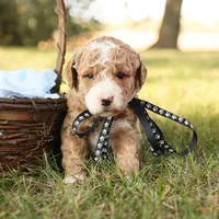 Asher, a male Miniature Goldendoodle for sale in Geneva, IN – Photo 7 of 10