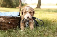 Asher, a male Miniature Goldendoodle for sale in Geneva, IN – Photo 7 of 10