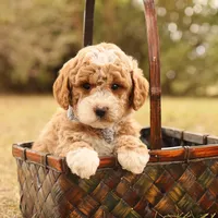 Asher, a male Miniature Goldendoodle for sale in Geneva, IN – Photo 4 of 10
