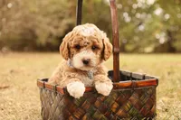 Asher, a male Miniature Goldendoodle for sale in Geneva, IN – Photo 4 of 10
