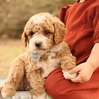 Asher, a male Miniature Goldendoodle for sale in Geneva, IN – Photo 6 of 10