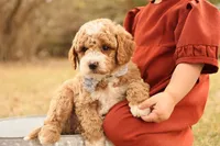 Asher, a male Miniature Goldendoodle for sale in Geneva, IN – Photo 6 of 10