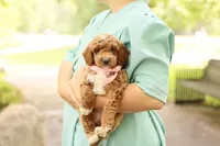 Summer, a male Miniature Goldendoodle for sale in Geneva, IN – 1 of 4