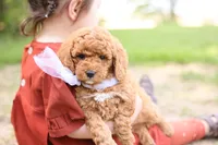 Ranger, a male Goldendoodle for sale in Geneva, IN – 4 of 4