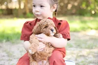 Robin, a male Goldendoodle for sale in Geneva, IN – 5 of 5