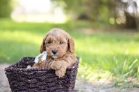 Tucker, a male Goldendoodle for sale in Geneva, IN – 2 of 4