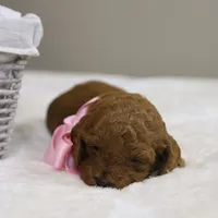 Natalie, a female Goldendoodle for sale in Geneva, IN – Photo 5 of 5
