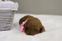 Natalie, a female Goldendoodle for sale in Geneva, IN – Photo 5 of 5