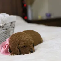 Natalie, a female Goldendoodle for sale in Geneva, IN – Photo 4 of 5