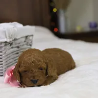 Natalie, a female Goldendoodle for sale in Geneva, IN – Photo 1 of 5