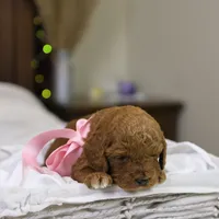 Natalie, a female Goldendoodle for sale in Geneva, IN – Photo 2 of 5