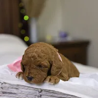 Natalie, a female Goldendoodle for sale in Geneva, IN – Photo 3 of 5