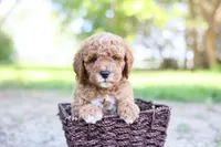 Robin, a male Goldendoodle for sale in Geneva, IN – 3 of 5