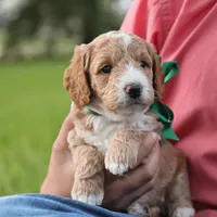 Rio, a male Miniature Goldendoodle for sale in Geneva, IN – Photo 6 of 7