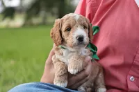 Rio, a male Miniature Goldendoodle for sale in Geneva, IN – Photo 6 of 7