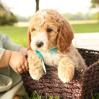 Rio, a male Miniature Goldendoodle for sale in Geneva, IN – Photo 4 of 7