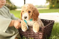 Rio, a male Miniature Goldendoodle for sale in Geneva, IN – Photo 4 of 7