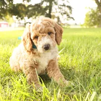 Rio, a male Miniature Goldendoodle for sale in Geneva, IN – Photo 5 of 7