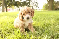 Rio, a male Miniature Goldendoodle for sale in Geneva, IN – Photo 5 of 7