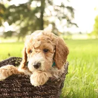Rio, a male Miniature Goldendoodle for sale in Geneva, IN – Photo 3 of 7