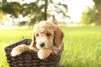 Rio, a male Miniature Goldendoodle for sale in Geneva, IN – Photo 3 of 7