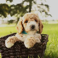 Rio, a male Miniature Goldendoodle for sale in Geneva, IN – Photo 1 of 7