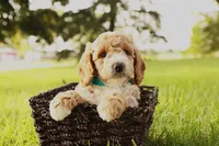 Rio, a male Miniature Goldendoodle for sale in Geneva, IN – Photo 1 of 7
