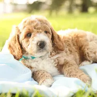 Rio, a male Miniature Goldendoodle for sale in Geneva, IN – Photo 2 of 7