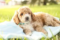 Rio, a male Miniature Goldendoodle for sale in Geneva, IN – Photo 2 of 7