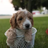Rio, a male Miniature Goldendoodle for sale in Geneva, IN – Photo 7 of 7