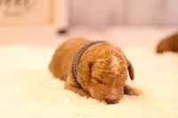 Oscar, a male Miniature Goldendoodle for sale in Geneva, IN – Photo 2 of 4